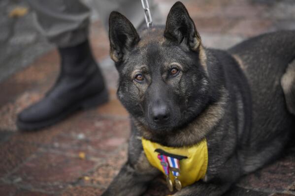 France honors hero dogs highlighting their achievements AP News